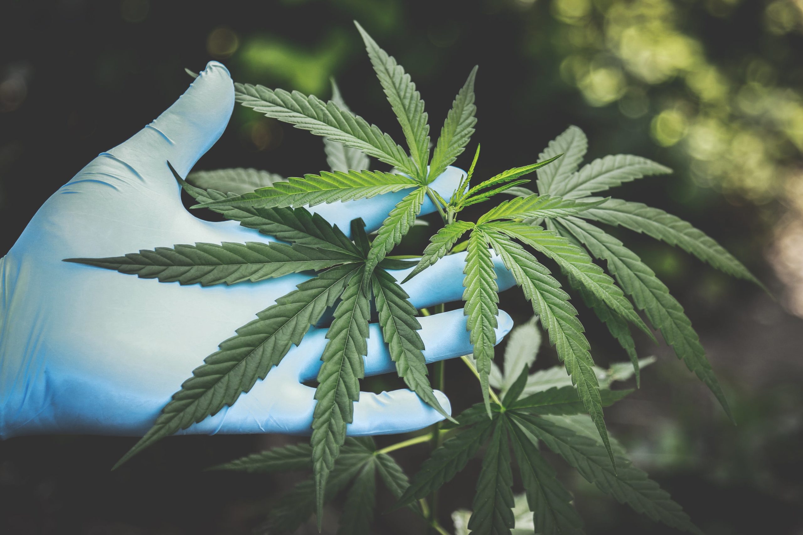 Water Activity in Cannabis